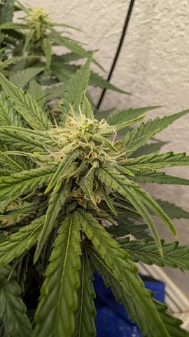 Quick Auto Summer Grow — flower, day 50