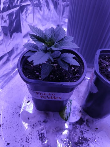 2nd grow — seedling_rooting, day 13
