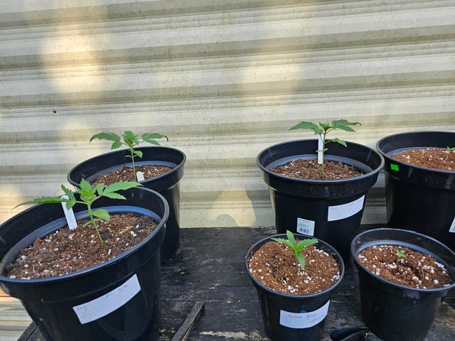 round 2 — germination, day 14