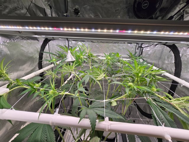Grow 3 — flower, day 19
