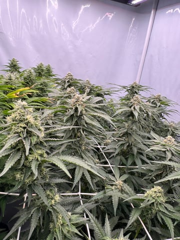 Permanent Marker, Gary Payton — flower, day 37