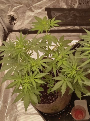   and one L.a kush cake . — flower, day 84