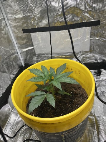 Wedding Cake Auto