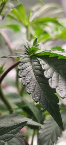 1st grow indoors(cardboard box to 2x2x4 to 5x5x6) — vegetative, day 44
