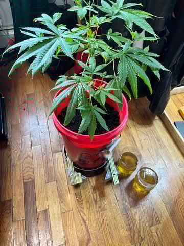 My Devine Conscious  — vegetative, day 100