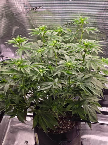 Northern lights #10 (Alaska) — flower, day 49