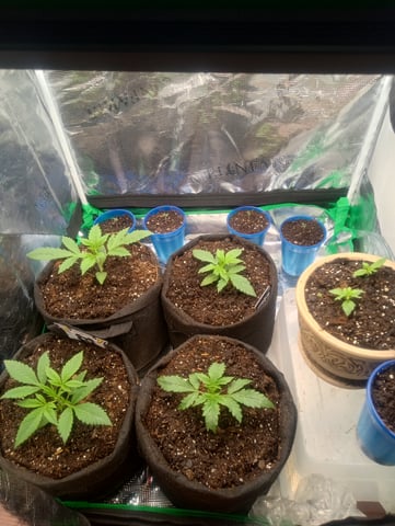  auto mixed pack indoor attempt #1 — seedling_rooting, day 17