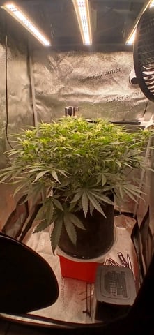 newest ggs setup grow — flower, day 47
