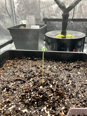 My First Grow — seedling_rooting, day 9