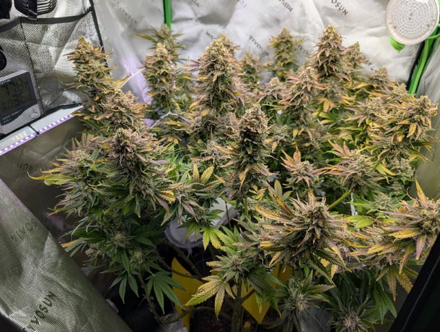 Golden Goat — flower, day 43