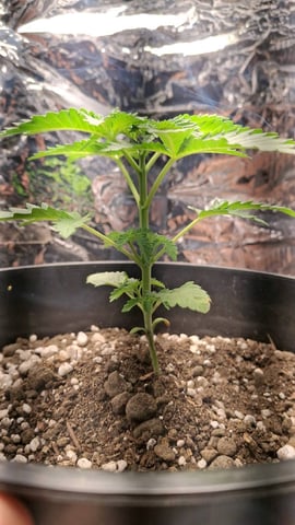 1st Grow - ROYAL MOBY (indoor)(photop.) — vegetative, day 22