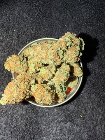 indoor tent  — vegetative, day 17