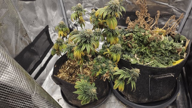 First Feminized Grow 