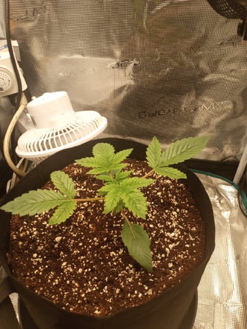 Pineapple Trainwreck 