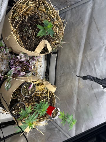 grow 4 — vegetative, day 1