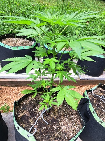 Bucket List Grow #2 — vegetative, day 38