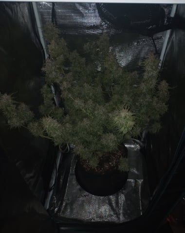 White Widow XXL Auto — flower, day 91
