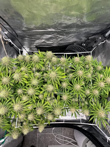 Gorilla Zkittlez & RS #11 — flower, day 89