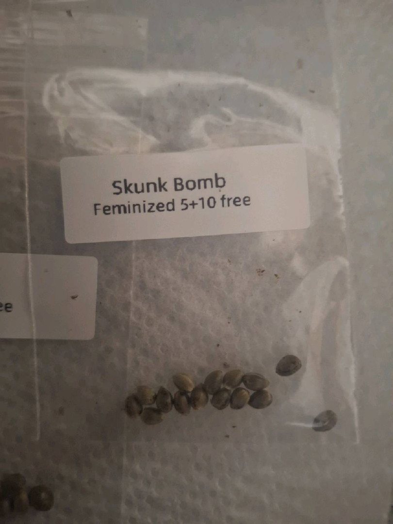 Skunk Bomb