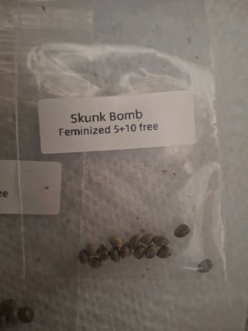 Skunk Bomb — germination, day 1