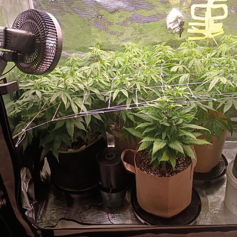TentPlantLightFan — flower, day 74