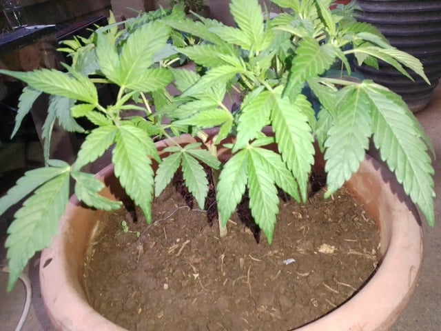 My 1st grow 2 big pots 9 small containers — vegetative, day 41