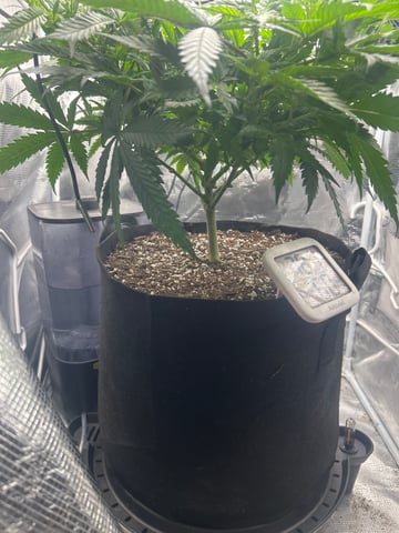 2nd Run — vegetative, day 61