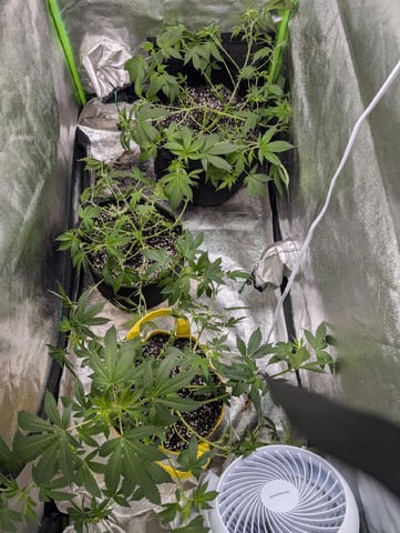 Early Girl — vegetative, day 27