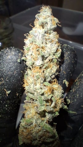 Here We Go Again 😎, This Should Be Good. 🤞👁️👁🤞 — grow_setup, day 9