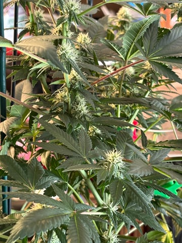 Black Hulk 3 gallon bag  — flower, day 21