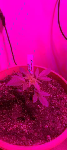 Alaskan bananaberry auto — vegetative, day 1