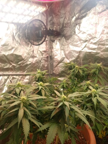 ( Guava Dawg × Sour Tangie ) F2 — flower, day 7