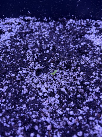 Cookies Haze — seedling_rooting, day 7