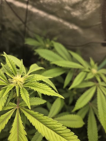 Banana and Gold — flower, day 11