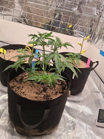 Seedman mix auto & seedman mix auto & GodFather OG — vegetative, day 30