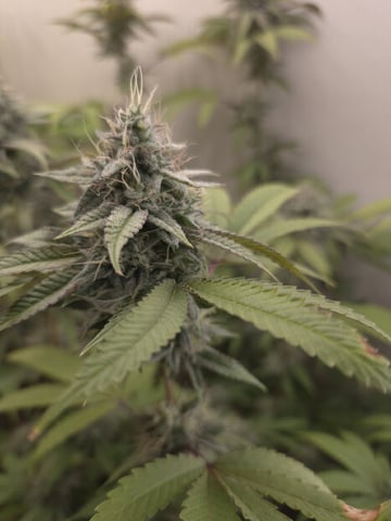 serpent cider  — flower, day 1