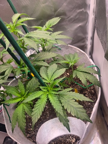 Looking for advice! — vegetative, day 33