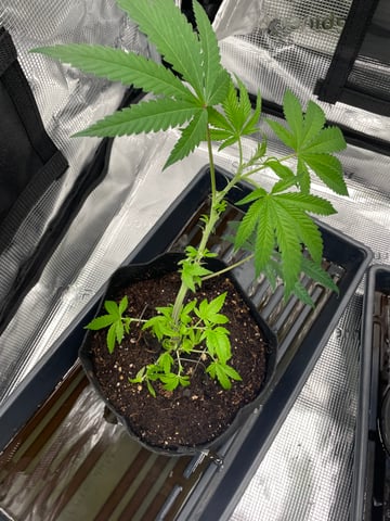 BETTERDAYZBUDZ — vegetative, day 1