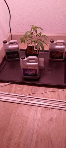 FKAFL — vegetative, day 6