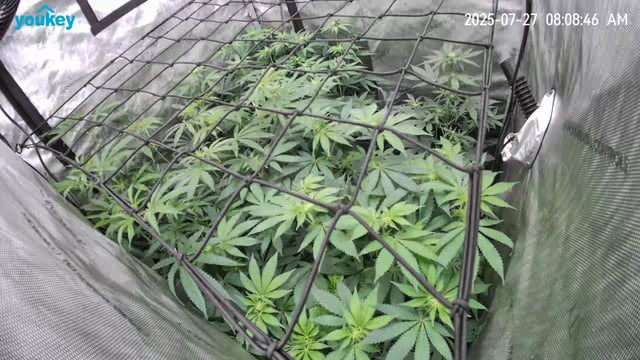 Purple Haze  — flower, day 63