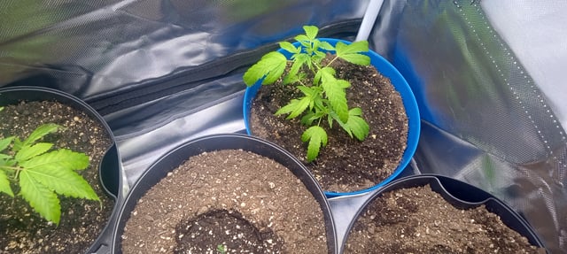 frst grow tent grow — vegetative, day 10