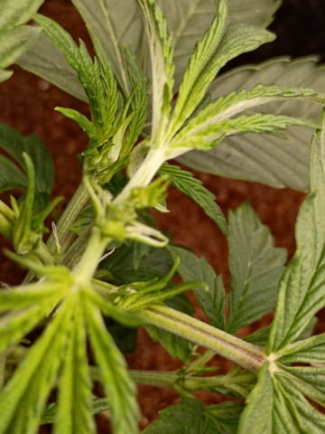 1st Grow Eva — vegetative, day 17