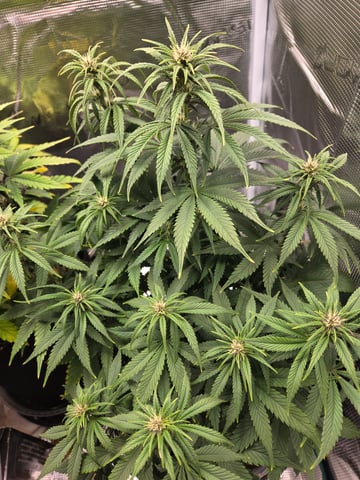 second grow — flower, day 43