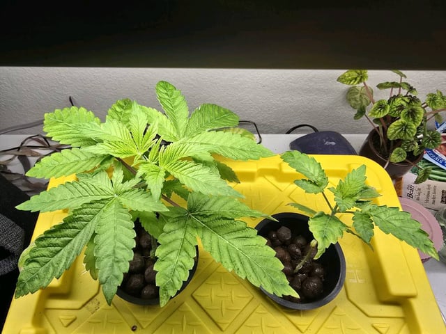 Oceanz 16 — seedling_rooting, day 11