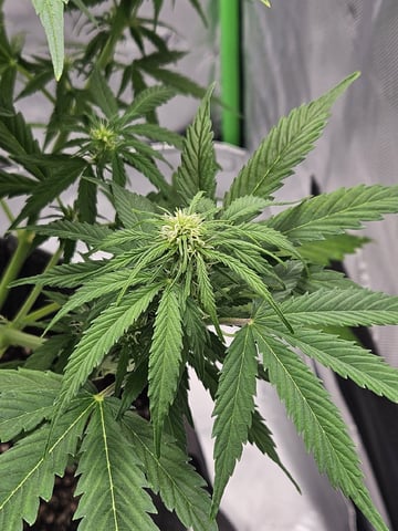 Gorilla Z auto — flower, day 64