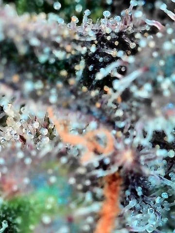 Grow Shed Grow #1 — flower, day 73