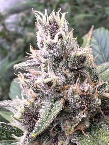 Good Genetix G-Line + Fat Bastard auto — auto, day 73