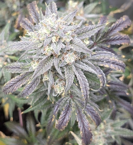 Mixed Grow — flower, day 116