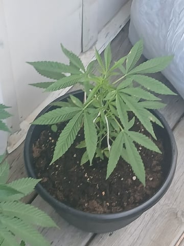 Vegetative  — vegetative, day 80
