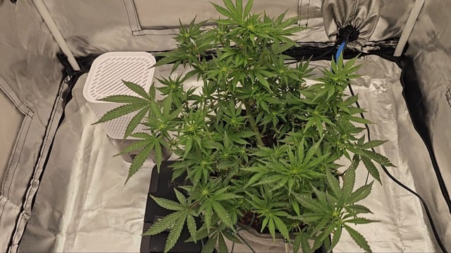 Jelousy Fast(Photo) & Ultra Voilet (Auto) — flower, day 25